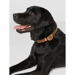 Fairfax & Favor Fitzroy Leather Dog Collar