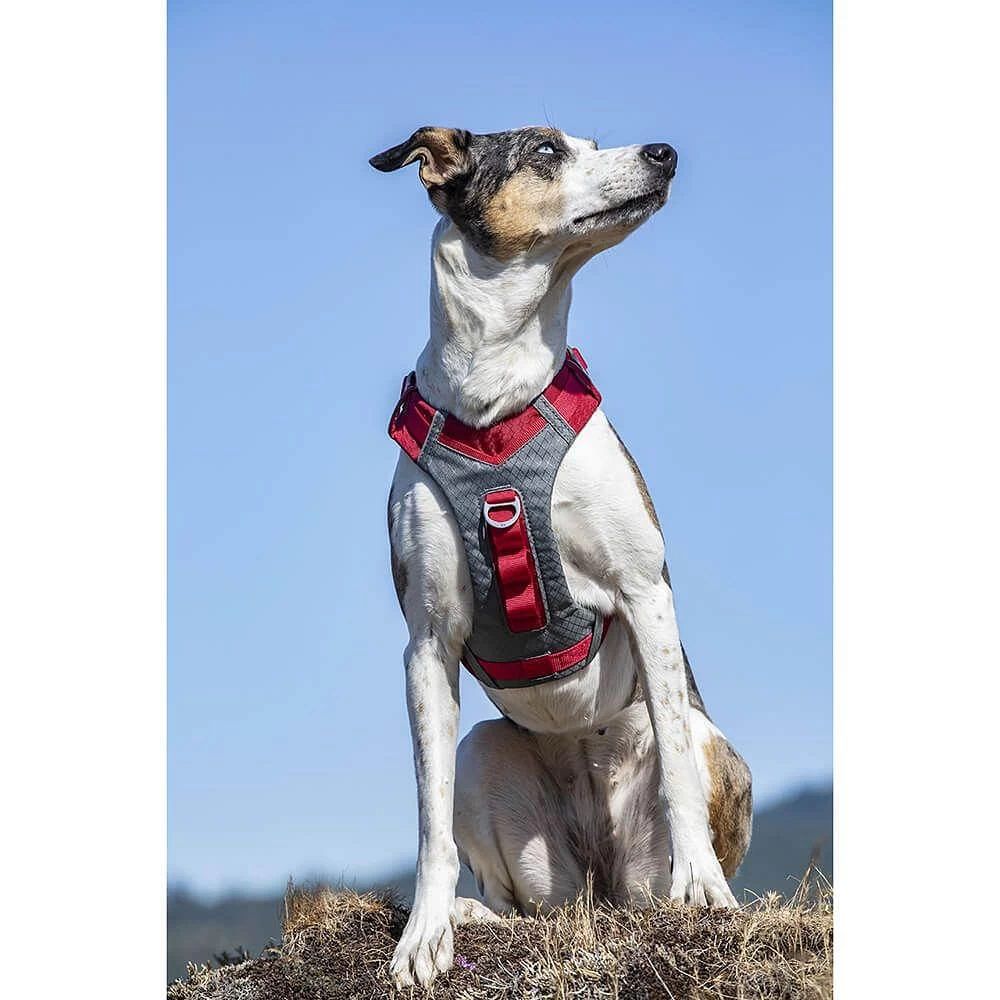 Kurgo Journey Air Dog Harness - Image 2