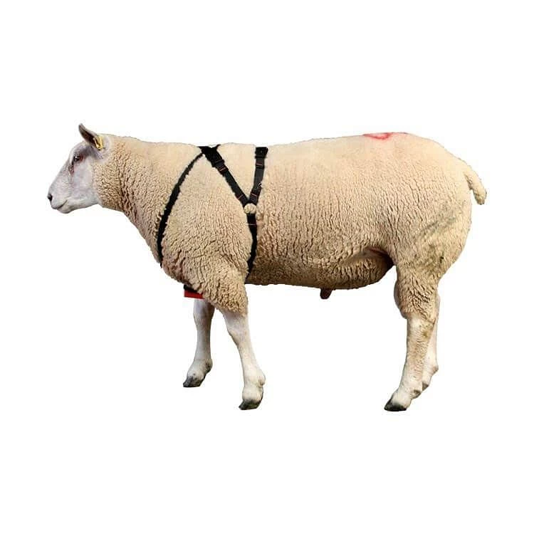 Nettex Pedigree Cotton Ram Harness - Image 2
