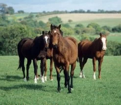 Germinal Horse & Pony Paddock Grass Seed 10kg